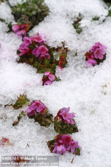 Douglasia laevigata