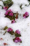 Douglasia blooming through melting snow cover