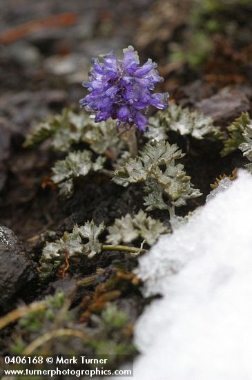 Synthyris pinnatifida var. lanuginosa