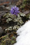 Olympic Cut-leaf Synthyris w/ melting snow