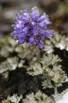 Olympic Cut-leaf Synthyris blossoms & foliage detail