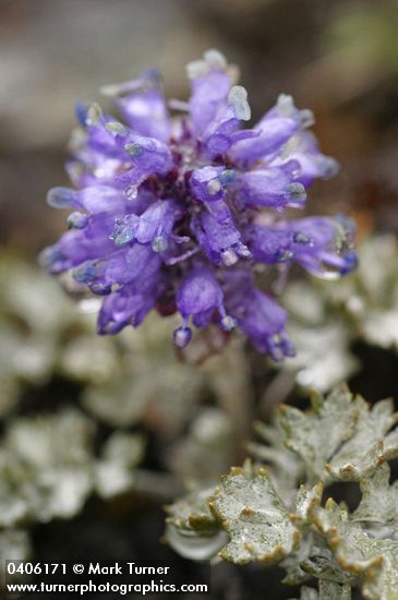 Synthyris pinnatifida var. lanuginosa