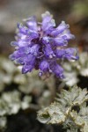 Olympic Cut-leaf Synthyris blossoms & foliage detail