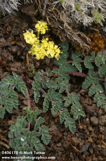 Lomatium martindalei