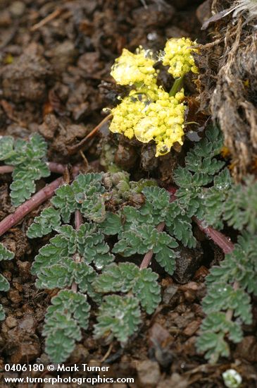 Lomatium martindalei