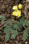 Martindale's Lomatium