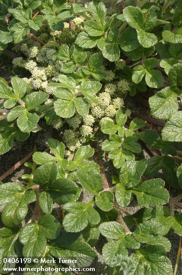 Glehnia littoralis ssp. leiocarpa