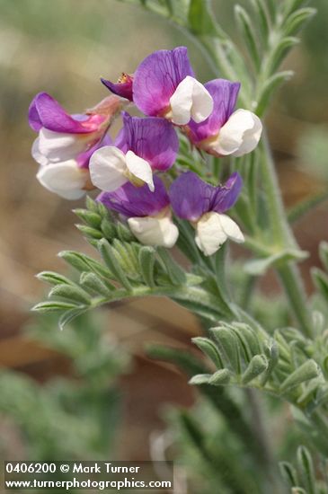 Lathyrus littoralis