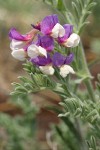 Silky Beach Pea blossoms & foliage