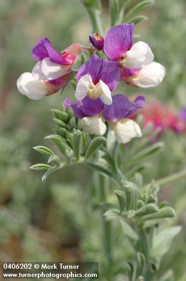 Lathyrus littoralis