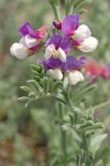 Silky Beach Pea blossoms & foliage