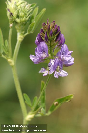 Medicago sativa