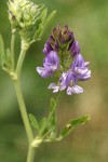 Alfalfa blossoms & foliage detail