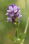 Alfalfa blossoms & foliage detail