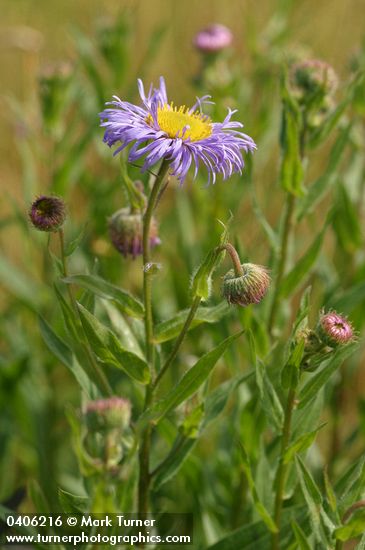 Erigeron speciosus var. speciosus