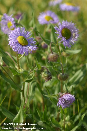 Erigeron speciosus var. speciosus