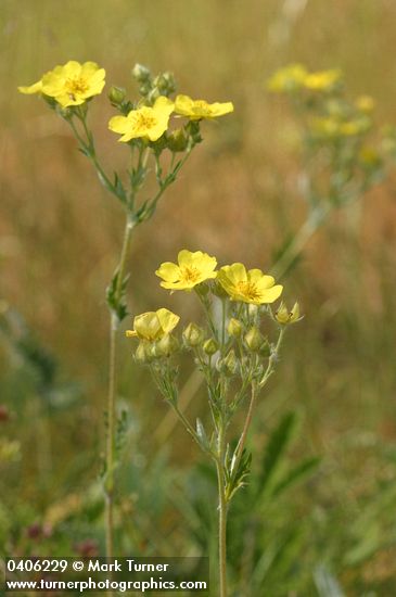 Potentilla gracilis var. gracilis