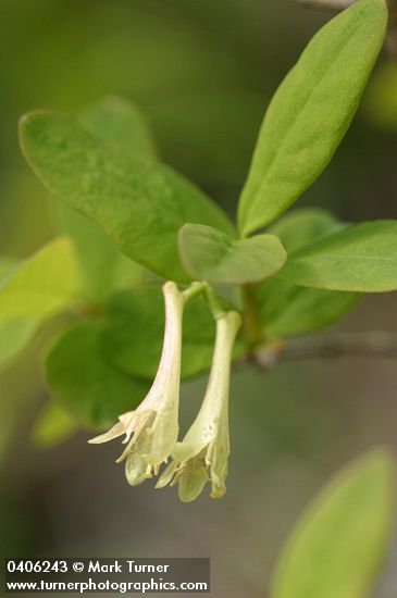 Lonicera utahensis