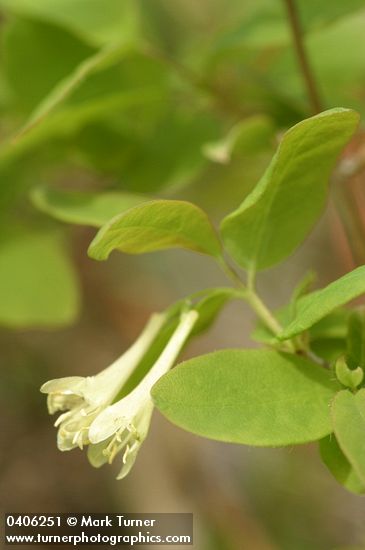 Lonicera utahensis