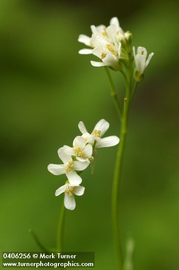 Arabis furcata