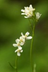 Cascade Rockcress blossoms