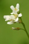 Cascade Rockcress blossoms detail