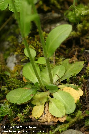 Arabis furcata