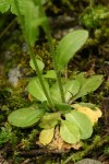 Cascade Rockcress basal foliage detail