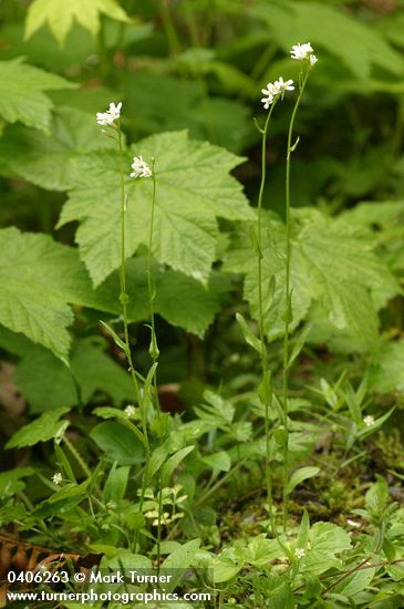 Arabis furcata