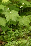 Cascade Rockcress