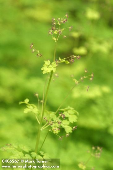 Thalictrum occidentale