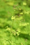 Western Meadowrue (female) blossoms & foliage