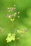 Western Meadowrue (female) blossoms & foliage detail