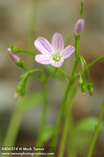 Montia parvifolia