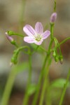 Littleleaf Montia blossom detail