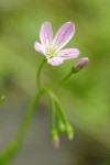 Littleleaf Montia blossom detail