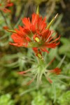 Cliff Paintbrush bracts & blossoms detail