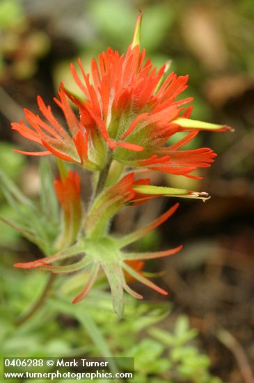 Castilleja rupicola