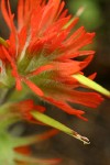 Cliff Paintbrush bracts & blossoms extreme detail