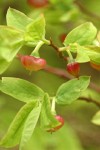 Alaska Huckleberry blossoms & foliage