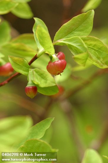 Vaccinium alaskense