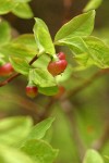 Alaska Huckleberry blossoms & foliage