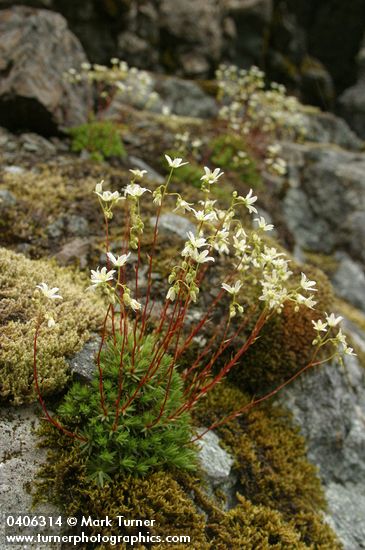 Saxifraga bronchialis