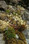 Spotted Saxifrage among moss on rock