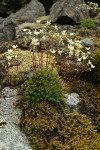 Spotted Saxifrage among moss on rock