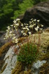 Spotted Saxifrage among moss on rock