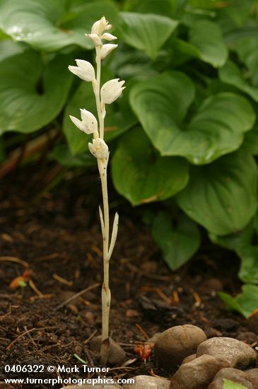 Cephalanthera austiniae