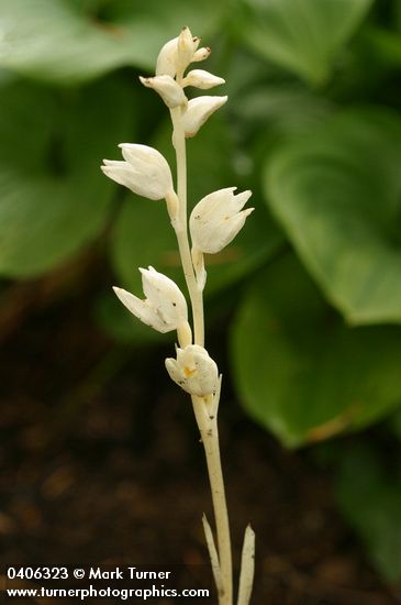 Cephalanthera austiniae