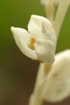 Phantom Orchid blossom detail