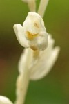 Phantom Orchid blossom detail